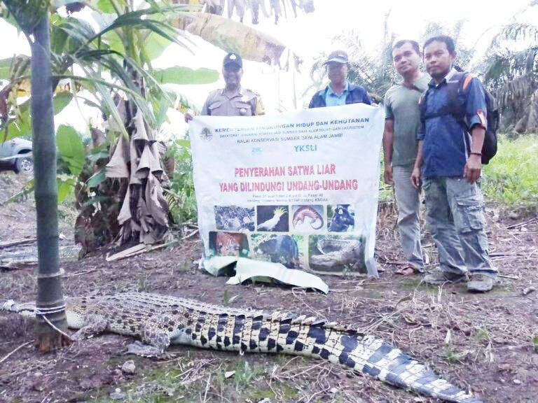 Seekor Buaya di Tanjung Sinjulang Berhasil Dijinakkan