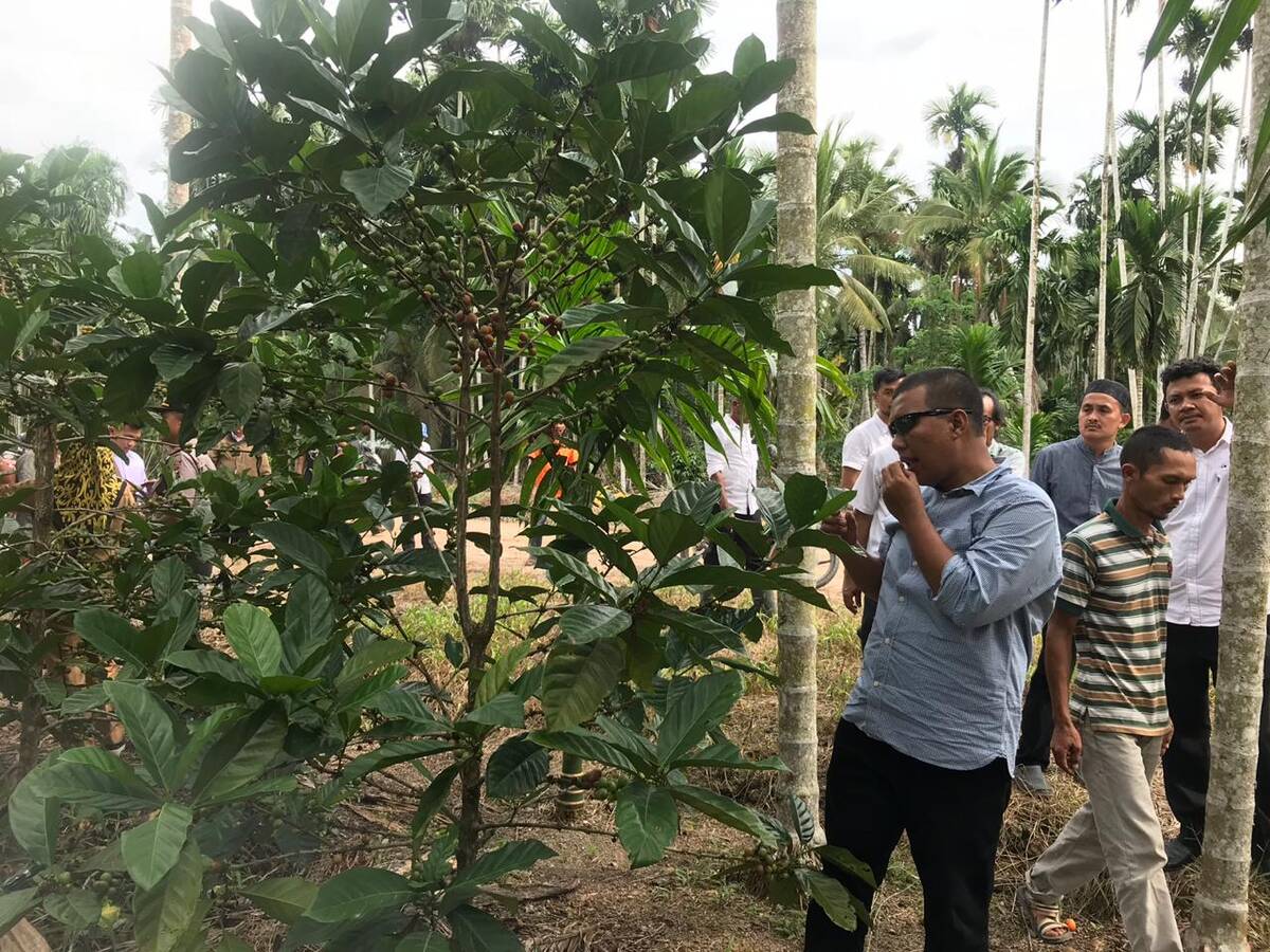 Sejumlah Petani di Tanjabtim Tebang Sawitnya untuk Tanam Kopi