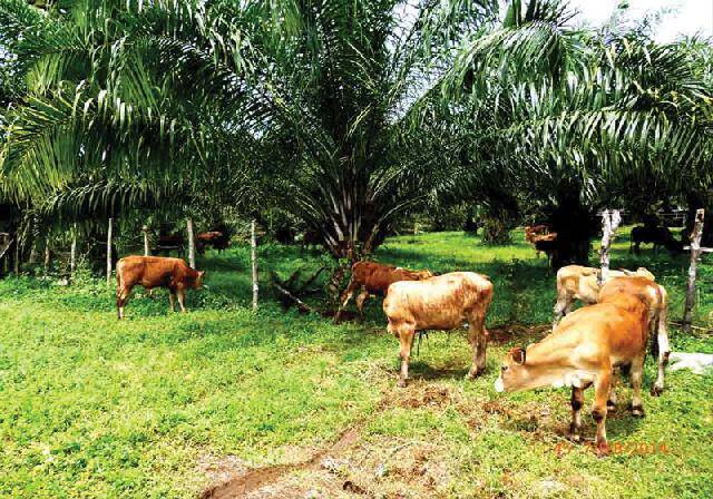 Simak! Tiga Inovasi Produk Pangan Berbasis Sawit