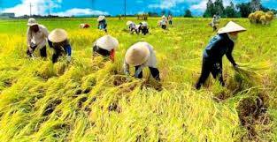 Struktur Ekonomi Jambi Didominasi Pertanian