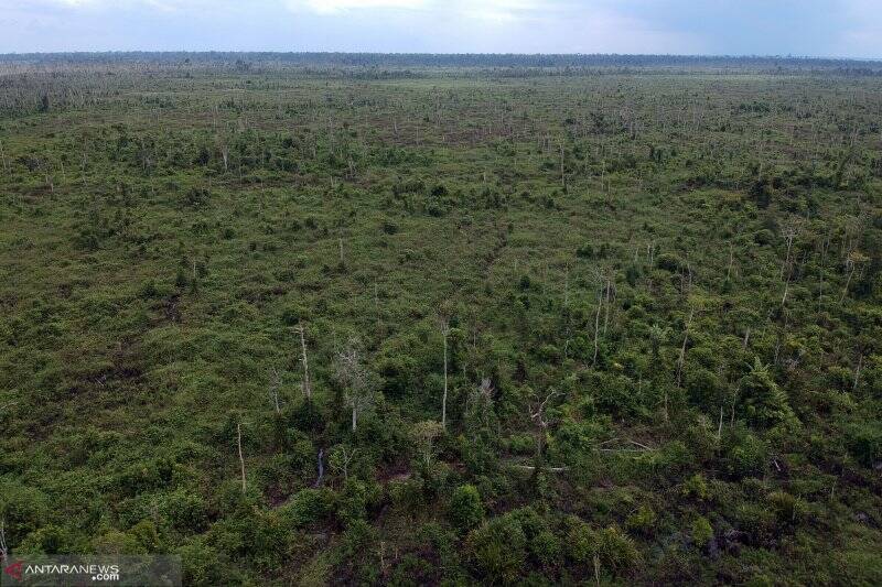 Tahura OKH Jambi Alami Kerusakan Ekologi 80 Persen
