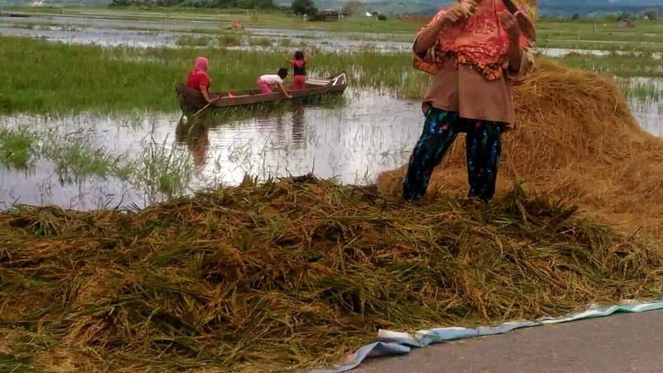 Takut Terkena Puso, Petani Padi Panen Dini