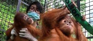 Taman Rimba Kedatangan Tamu