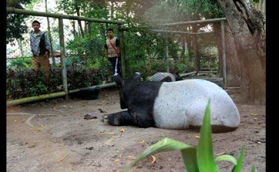 Taman Rimba Raup Pendapatan Rp.669 Juta