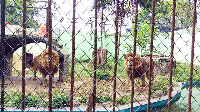 Taman Satwa Jambi dan Siantar Tukaran Singa