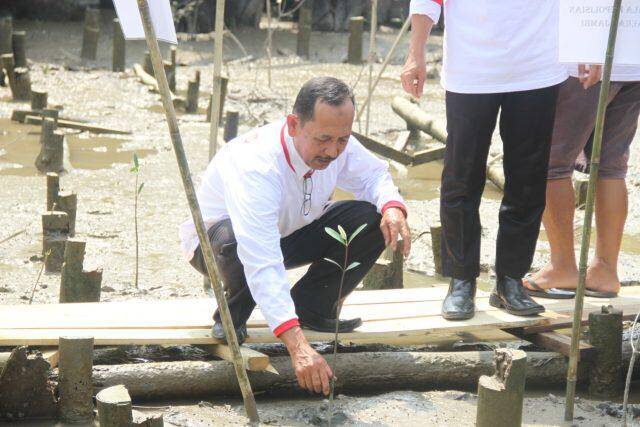 Tanam Mangrove di Hari Konservasi Alam Nasional