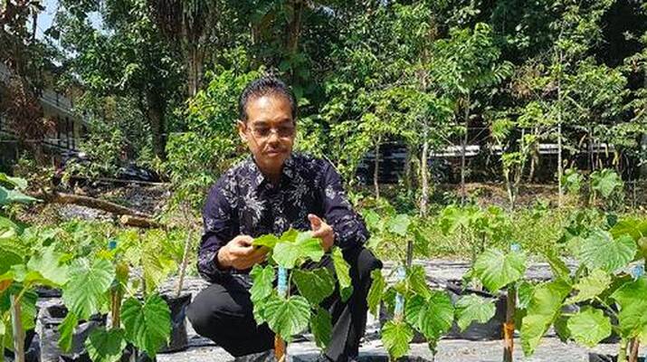 Tanaman Penghasil Emas Tumbuh Subur di Tempat Kita, Apa Itu..