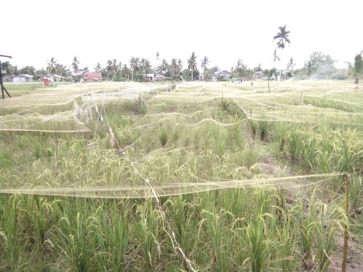 Tangkal Nyamuk, Warga Butuh Bantuan Kelambu