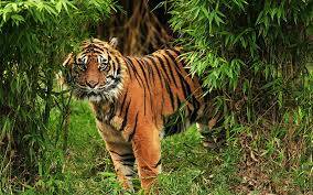 Tangkap Harimau di Merangin, Polisi dan BKSDA Pasang Perangkap