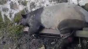 Tapir Mati Setelah Terjebak di Sumur