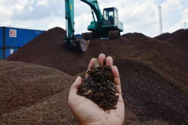 Tarif Bea Keluar Cangkang Turun