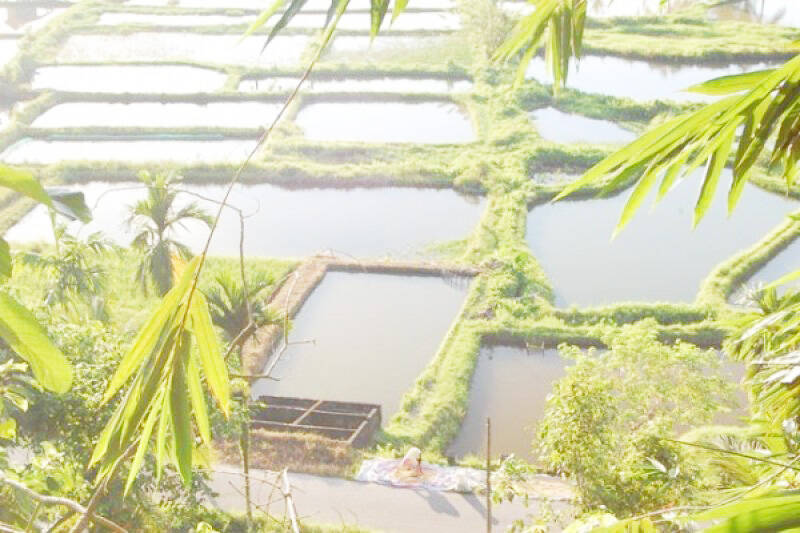 Tidak Mencapai Target Produksi Ikan di Batanghari Baru 8.300 Ton
