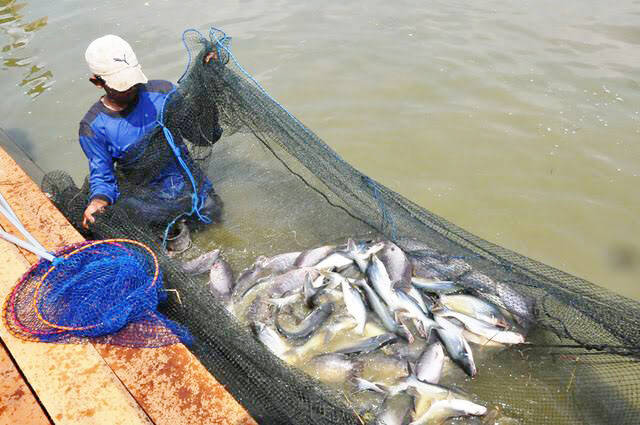 Tingkat Konsumsi Ikan di Jambi Terbilang Tinggi