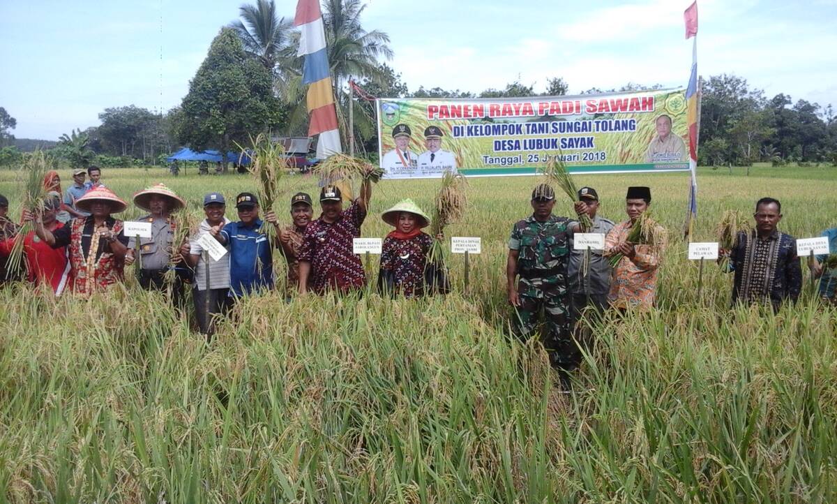 Wabup Hillal Gembira Saat Panen Perdana  Padi Sawah di Lubuk Sayak