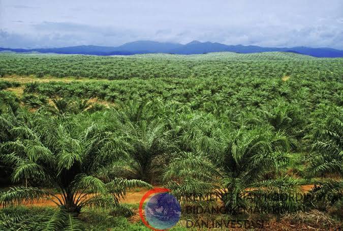 Waduh! Ribuan Hektar Hutan Mendahara Ulu Rontok Secara Ilegal