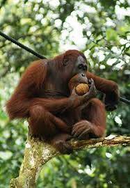 Walhi: Ada Habitat Orangutan Di Pembukaan Lahan Tanpa Izin