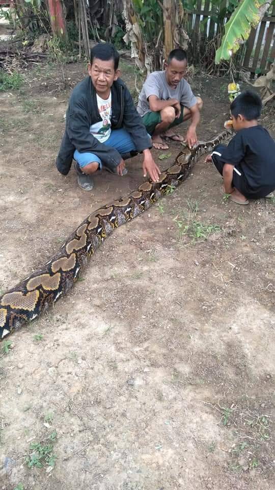 Warga Batanghari Tangkap Ular Piton Enam Meter