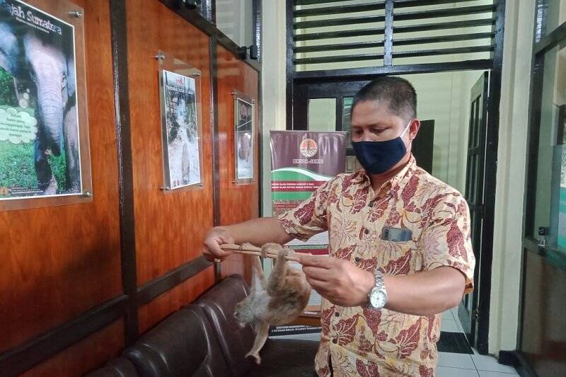 Warga Danau Sipin Serahkan Seekor Kukang ke BKSDA
