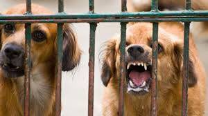 Warga “Habisi” Anjing yang Diduga Rabies