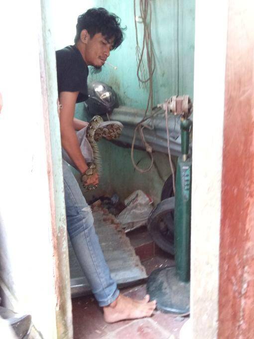 Warga Jalan Bahagia Dikejutkan Ular Melilit Tiang Rumah