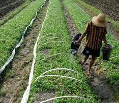 Warga Jambi Didorong Bentuk Lumbung Pangan