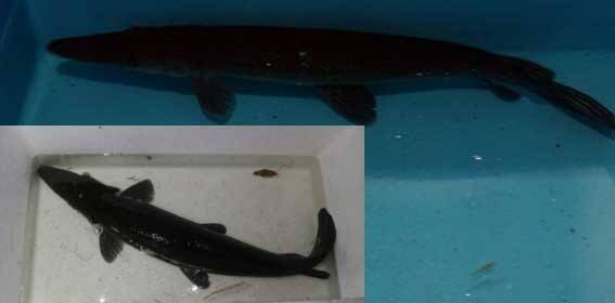 Warga Jambi Pelihara Ikan Aligator Di Sumur