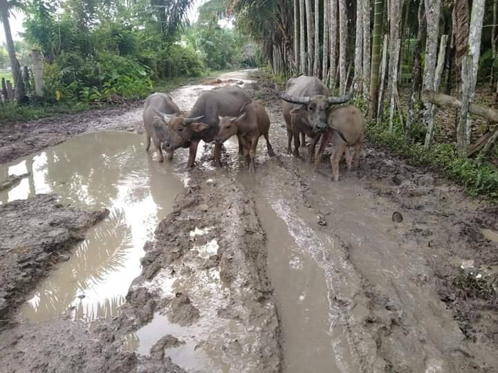 Warga Kesal Jalan Rusak Parah Bak Kubangan Kerbau