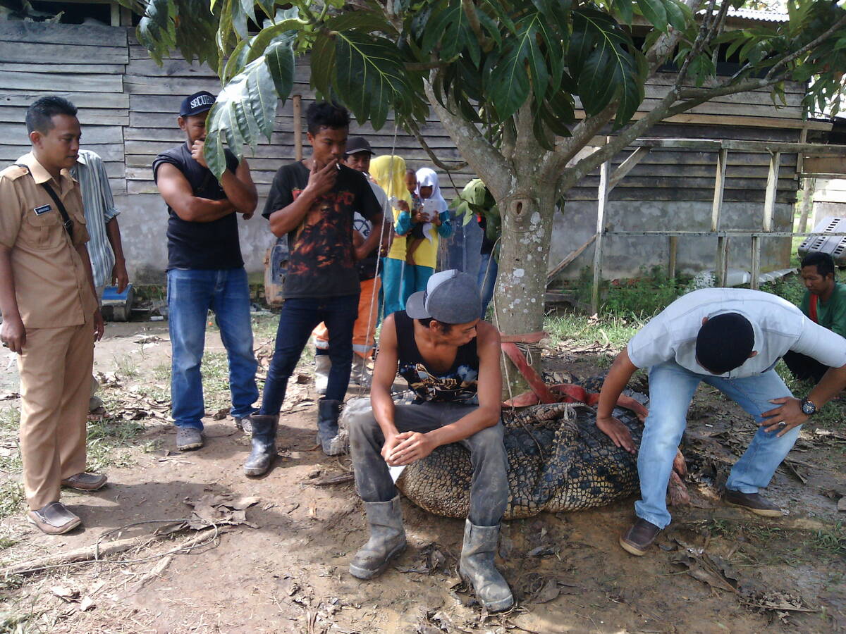 Warga Pandan Lagan Nyaris Disambar Buaya