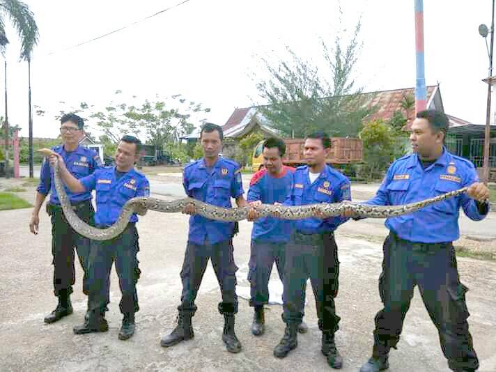 Warga Pelabuhan Histetis Ular Piton Masuk Rumah