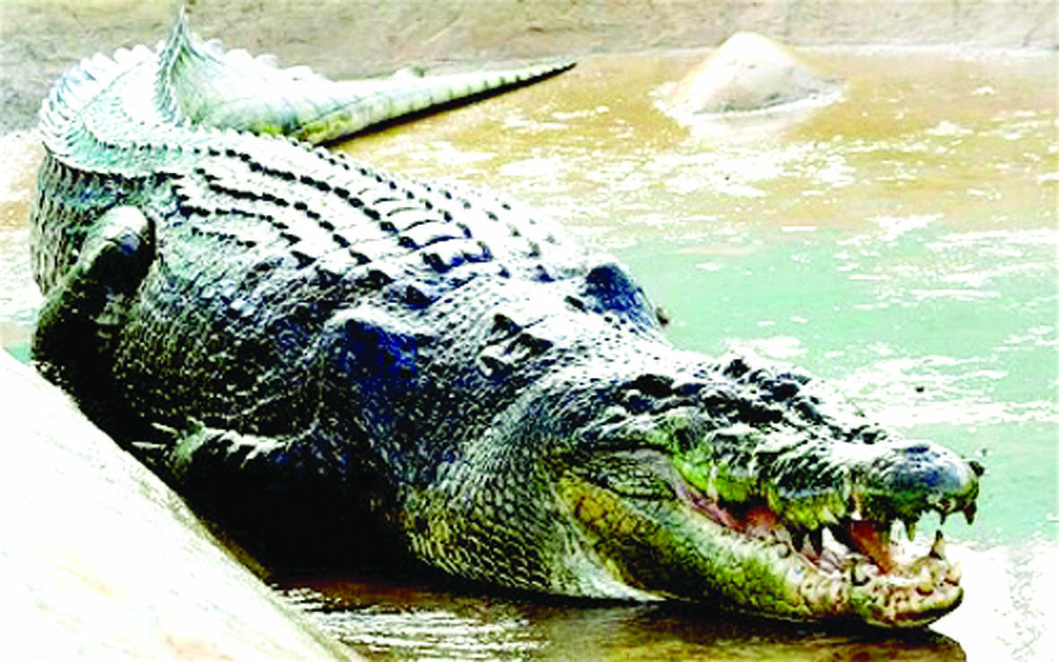 Warga Resah Kemunculan Buaya