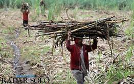 Zola : Investor Tebu Harus Menguntungkan Petani